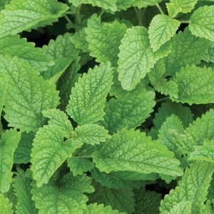 Lemon Balm Herb Seed