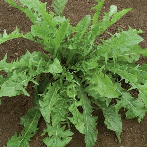 Dandelion Herb Seed