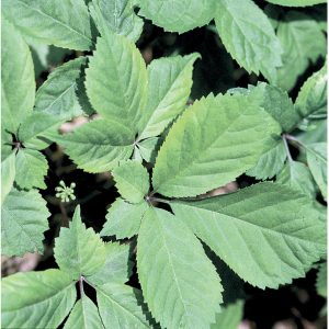 American Ginseng Herb Seed