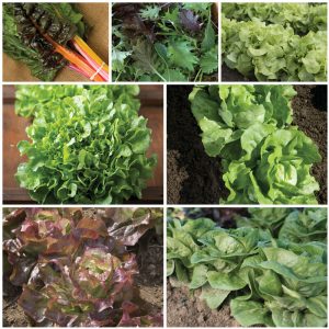 Patio Greens Set Vegetable Seed