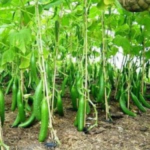 Seeds Cucumber Chinese Miracle Snake Giant Long Rare Burpless Vegetable for Planting Giant Non GMO 10 Seeds