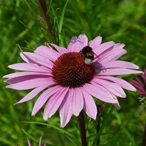 Purple Coneflower Seeds Perennial Garden Balcony Hanging Beatiful Vegetable for Planting Giant Non GMO 100 Seeds