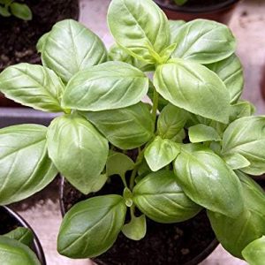 Indoor Basil Lemon Herbs 60 Days Annual Plant for Planting Non GMO 500 Seeds