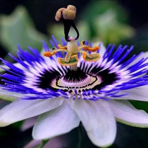 Indoor Exotic Passionflower Rare Purple Vine Apricot Maypop Flowers Heirloom for Planting Giant Non GMO 3 Seeds