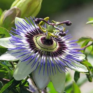 Indoor Exotic Passionflower Rare Purple Vine Apricot Maypop Flowers Heirloom for Planting Giant Non GMO 3 Seeds