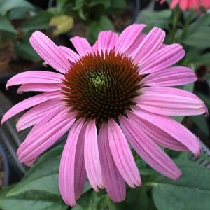 Purple Coneflower Seeds Perennial Garden Balcony Hanging Beatiful Vegetable for Planting Giant Non GMO 100 Seeds