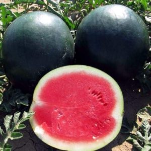 Watermelon Black Sugar Baby Seeds Rare Vegetable for Planting Organic Giant Non GMO 20 Seeds