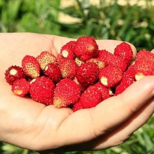 Strawberry Wild Seeds Baron Solemacher Red Everbearing Vegetable for Planting Giant Non GMO 100 Seeds