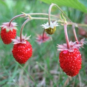 Strawberry Wild Seeds Baron Solemacher Red Everbearing Vegetable for Planting Giant Non GMO 100 Seeds