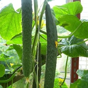 Seeds Cucumber Chinese Miracle Snake Giant Long Rare Burpless Vegetable for Planting Giant Non GMO 10 Seeds