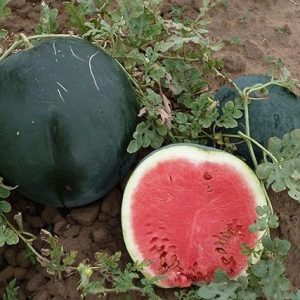 Watermelon Black Sugar Baby Seeds Rare Vegetable for Planting Organic Giant Non GMO 20 Seeds