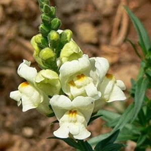 Snapdragon Dwarf Mix Seeds Flowers for Planting Non GMO 3000 Seeds