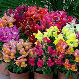 Snapdragon Dwarf Mix Seeds Flowers for Planting Non GMO 3000 Seeds