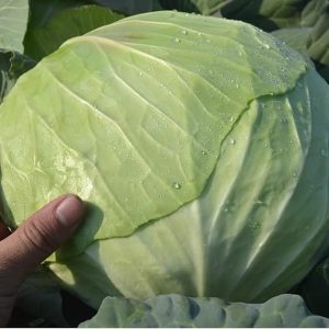 NO-GMO 140 Seeds, Golden Acre Cabbage Seeds Vegetable Seeds Heirloom Seeds