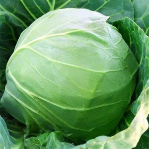 NO-GMO 140 Seeds, Golden Acre Cabbage Seeds Vegetable Seeds Heirloom Seeds