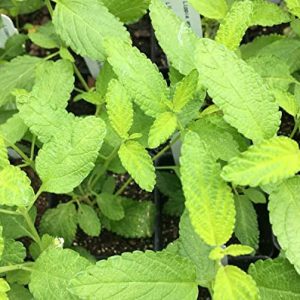 Lippia Graveolens Mexican Oregano Seeds Plant in 35+ Seeds Inch Easy to Seasons, Meaningful Gift.