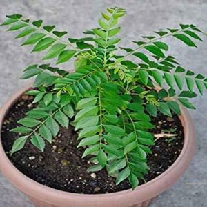 20 Indian Curry Leaves Seeds – Curry Leaf Plant Kadi Patta Murraya Seeds : Only Seeds