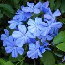 Aamish 100 Light Blue Periwinkle vinca Flowers Seeds