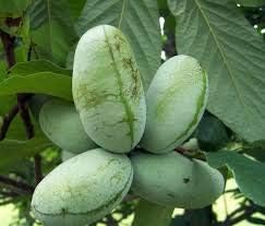 Genipap 60pcs Paw Paw (Asimina triloba) Tree Seeds