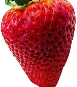 Super Giant Strawberry Fruit Seed 50 Seeds