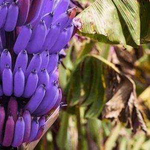 Musa Itinerans – Burmese Blue Banana – Rare Tropical Plant Tree Seeds (100)