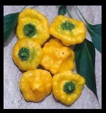 Jamaican Yellow 20 Seeds Hot Pepper Scotch Bonnet Heirloom Non GMO Rare