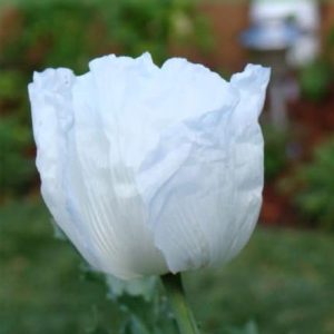 250 WHITE PERSIAN POPPY Flower Papaver Somniferum Seeds