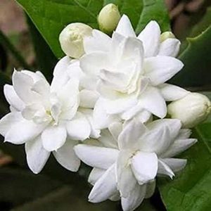 Aamish 65pcs Jasmine Jasminum Sambac Flower Seeds