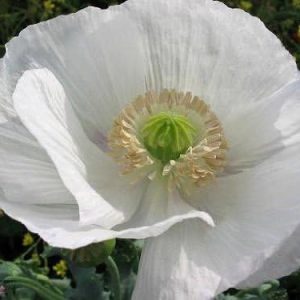 250 WHITE PERSIAN POPPY Flower Papaver Somniferum Seeds